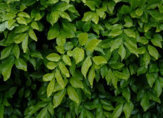 Vælg en miljørigtig løsning!