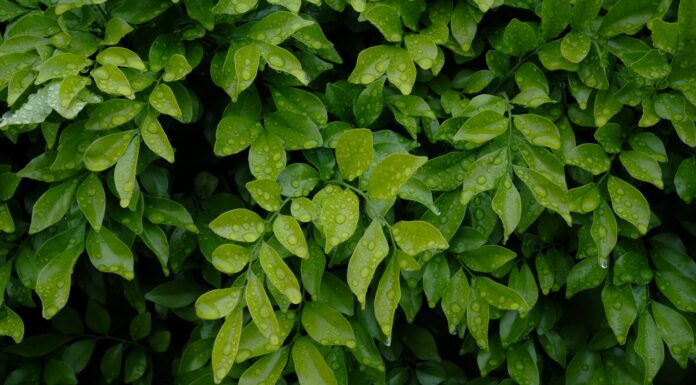 Vælg en miljørigtig løsning!